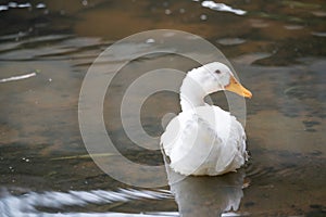 Close up shot of The White duck swimming on the water of lake. American pekin It derives from birds brought to the United States f photo