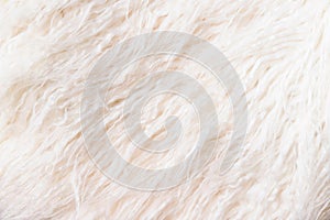Close up shot of a white faux fur