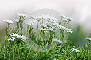 Close up shot of white garden flowers