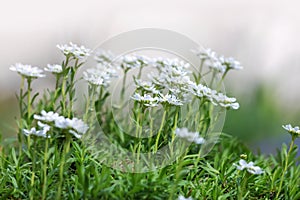 Close up shot of white garden flowers photo