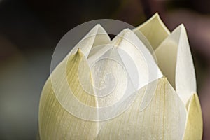 Close up shot of white lotus flower bud