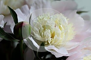 Close up shot of white peony flowers and buds.