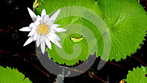 Close Up Shot of white Petal Lotus