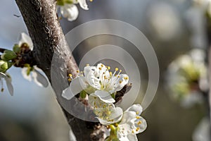 Close up shot of white plum flowers