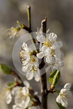 Close up shot of white plum flowers