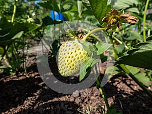 Close-up shot of white, unripe fruit maturing on a strawberry plant in the backyard garden surrounded with leaves