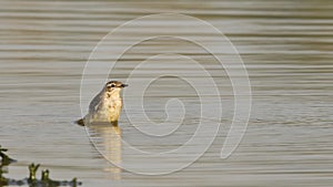 Close up shot of white wagtail or motacilla alba bathing or splashing in puddle water at keoladeo national park or bharatpur bird