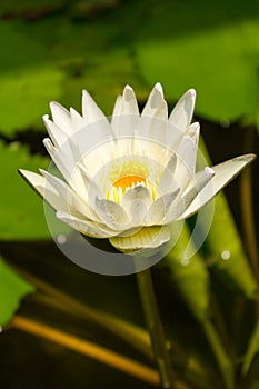 Close-up shot of white water lily is blooming and outstanding in pond surrounded by large lotus leaves, vertical top view.