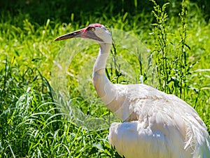 Close up shot of Whooping crane