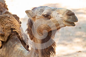 Close up shot of wild camel in the desert