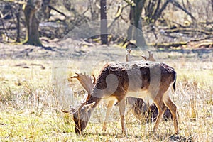 Close up shot of wild deer in New Forest National Park