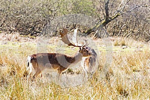 Close up shot of wild deer in New Forest National Park