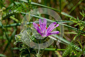 Close-up shot of a wild geranium flower with dew drops