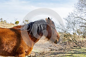 Close up shot of wild horses in New Forest National Park