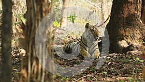 Close up shot of wild male bengal tiger at bandhavgarh national park or tiger reserve madhya pradesh india - panthera tigris