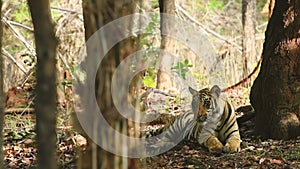 Close up shot of wild male bengal tiger head on with natural eye contact in safari at bandhavgarh national park forest or tiger