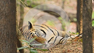 Close up shot of wild male bengal tiger or panthera tigris tigris with and zoom out effect during outdoor wildlife safari at