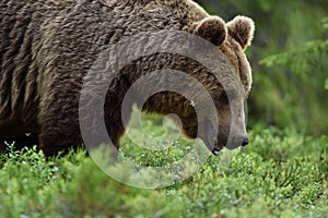 Close up shot of wild male brown bea