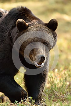 A close up shot of a wild male brown bear in colorful forest scenery, approaching to the camera