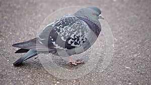 Close up shot wild pigeon in the city