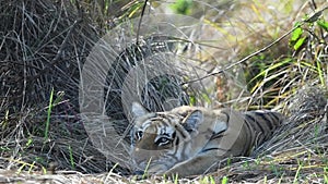 Close up shot of wild royal bengal tiger of terai region forest at uttarakhand india - panthera tigris tigris