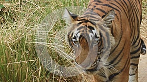 Close up shot of Wild royal bengal tiger walking head on at ranthambore national park or tiger reserve rajasthan india - panthera