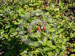 Close-up shot of the wild strawberry, Alpine strawberry or European strawberry plants growing in clumps flowering with white
