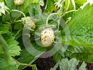 Close-up shot of the wild strawberry, Alpine strawberry or European strawberry plants with maturing white fruits