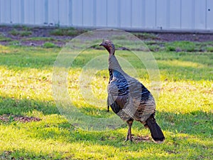 Close up shot of wild turkey