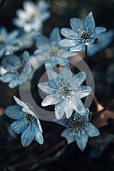 Close-up shot of wildflowers.