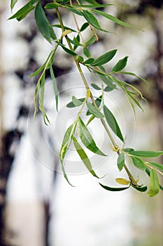 Close-up shot of willow branches in April.