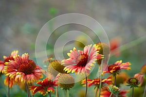A close-up shot of a wilting red with golden edges Indian blanket flower, with a green garden field in the background