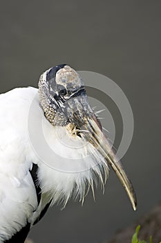 Close up shot of a wood stork