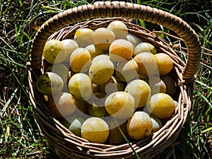 Close-up shot of a wooden creel basket full with yellow plums on the ground