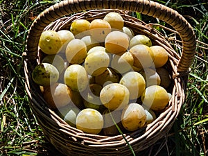 Close-up shot of a wooden creel basket full with yellow plums on the ground in sunlight in autumn