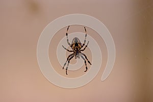 Close up shot on a yellow and black spider on its web with a blurry background
