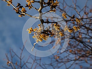 Close-up shot of yellow blooms on naked branches of Japanese witch-hazel (Hamamelis japonica) in spring