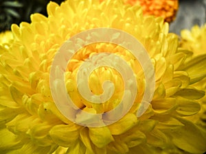 Close-up shot of a yellow chrysanthemum blooming in the garden