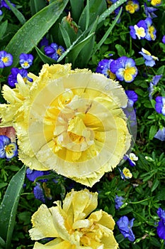 Close up shot of Yellow flower with water dewdrops