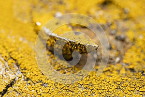 Close up shot of yellow fungus on the wood