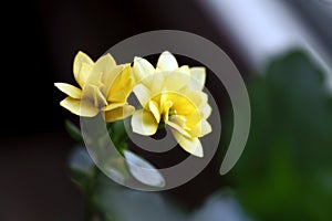 Close up shot of yellow Kalanchoe flower. photo