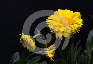 Close up shot of yellow nodoc calendula or pot marigold flower with dew drops on its petals. Studio shot taken in dark background