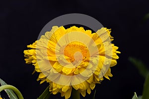 Close up shot of yellow nodoc calendula or pot marigold flower with dew drops on its petals. Studio shot taken in dark background