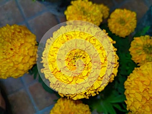 A close up shot of Yellow and orange marigold flowers (tagetes) in a flower pot at a residential home in India.