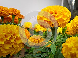 A close up shot of Yellow and orange marigold flowers (tagetes) in a flower pot at a residential home in India