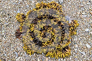 Close up shot of yellow orange Seaweed