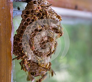 A close up shot of yellow paper wasp nest on a window pan. Paper wasps are vespid wasps that gather fibers from dead wood and