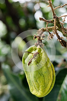 A close up shot of yellow paper wasp sitting and feeding on a mango fruit hanging in a tree in an Indian garden