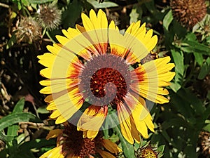 Close up shot of a yellow sunflower with a deep red center and green leaves