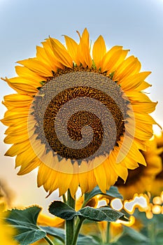 Close up shot of yellow Sunflower growing in the field